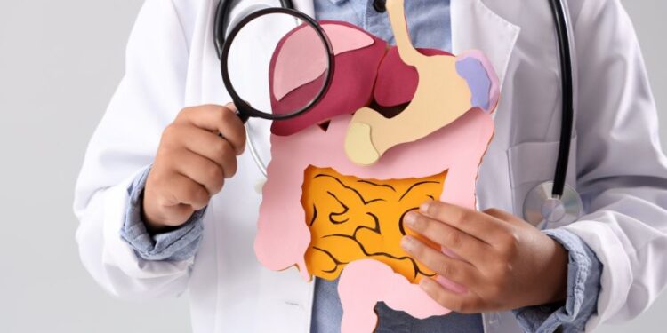 Un médico sostiene un modelo de órganos digestivos de papel, incluyendo el estómago, el intestino y el hígado, mientras lleva un estetoscopio alrededor del cuello en un fondo gris.