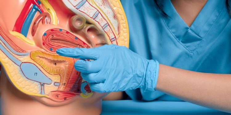 Una persona con guantes azules señala un modelo anatómico que muestra el sistema reproductor femenino humano, con detalles en colores que indican diferentes estructuras y vasos sanguíneos.